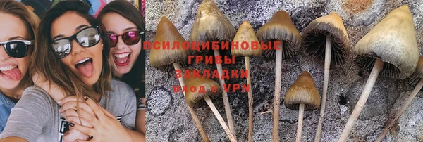 шишки Новокубанск